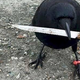 Image: Canuck holding a different knife in a Facebook photo uploaded April 11.